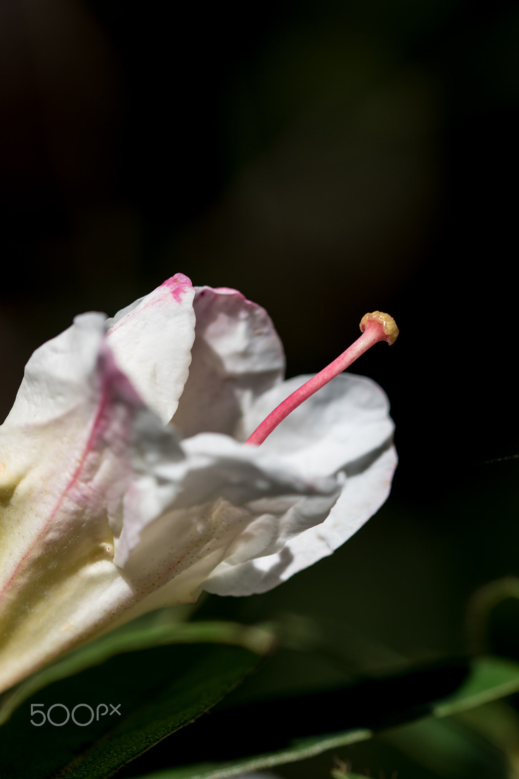Sigma 105mm F2.8 EX DG OS HSM sample photo. Dsc_0195.jpg photography