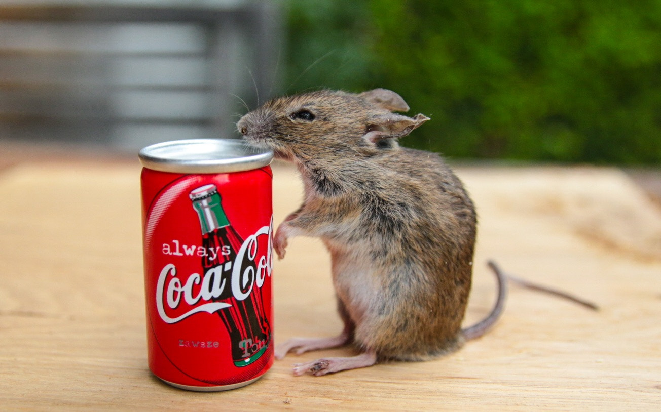 Canon 17-50mm sample photo. Daily coca-cola picture : the can and the mouse photography