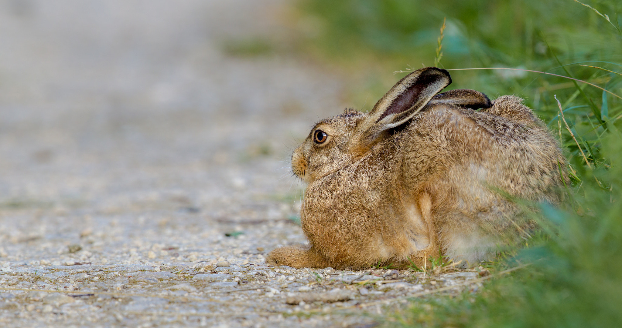 Canon EF 500mm F4L IS II USM sample photo. Leveret photography