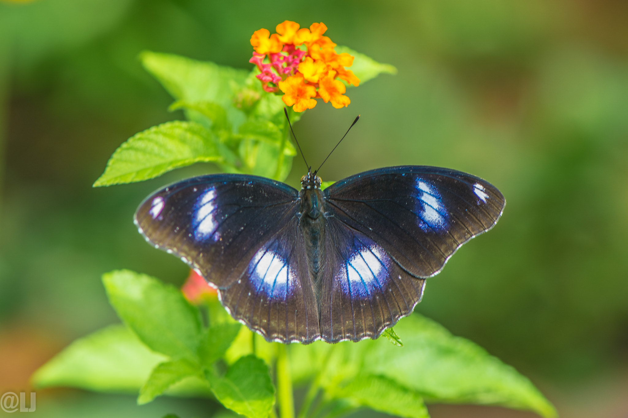 Nikon AF-S Micro-Nikkor 105mm F2.8G IF-ED VR sample photo. Black beauty photography