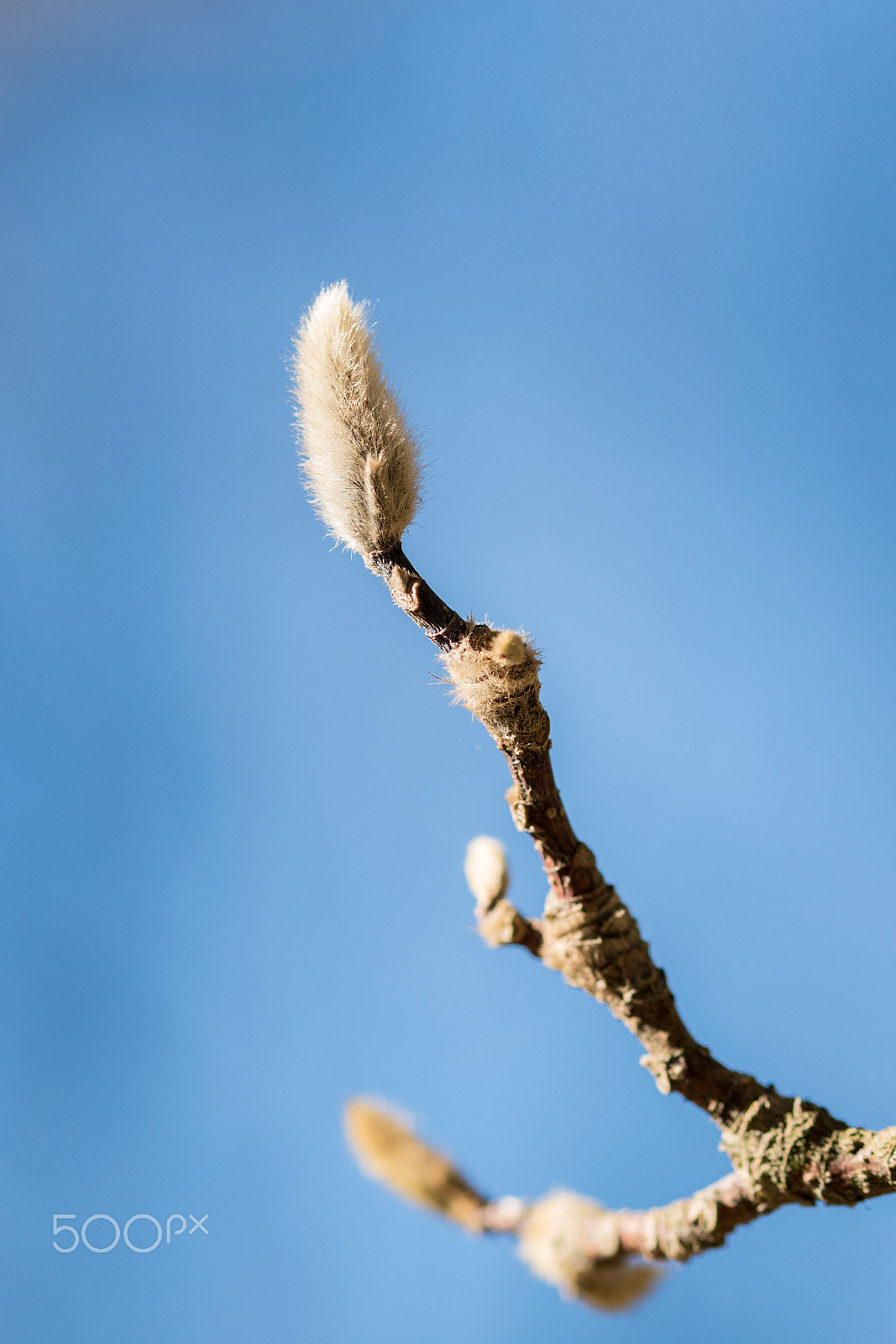 Nikon D5500 + Sigma 105mm F2.8 EX DG OS HSM sample photo. Dsc_0074.jpg photography