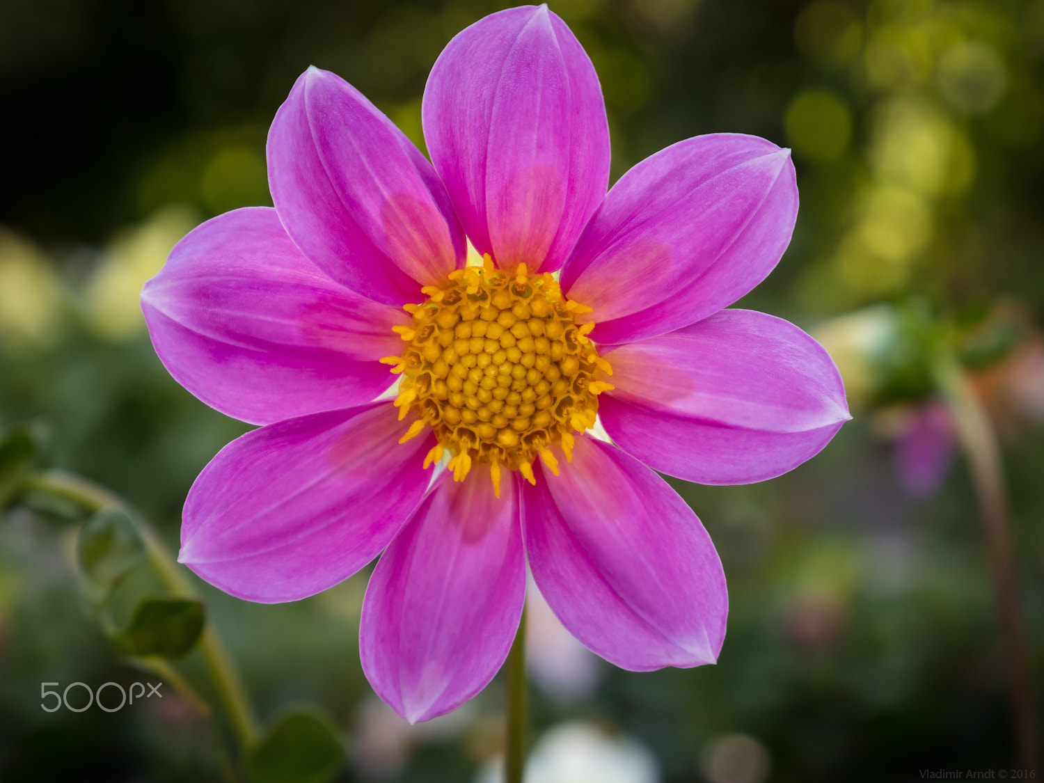 LUMIX G VARIO 14-42/F3.5-5.6 II sample photo. ... photography