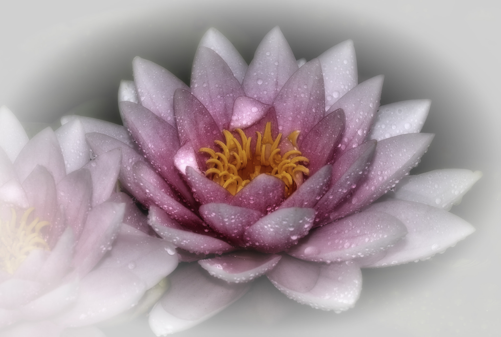 Sigma 105mm F2.8 EX DG OS HSM sample photo. Seerose photography