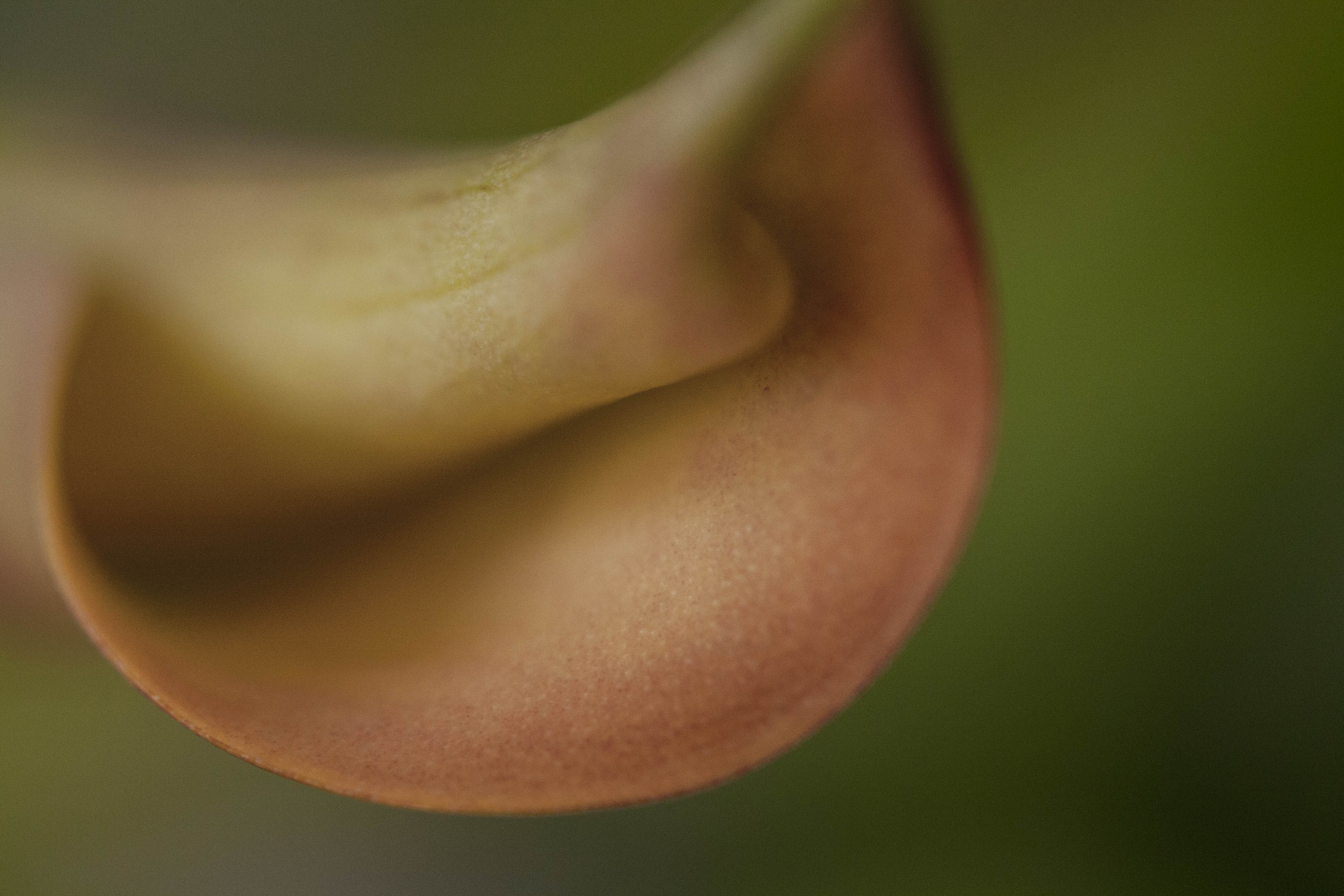 Canon EF 100mm F2.8 Macro USM sample photo. Soft mouth photography