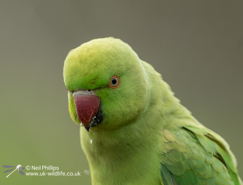 Pentax K-3 + Pentax D FA 150-450mm F4.5-5.6 ED DC AW sample photo. Ring necked parakeet close up eating on someones hand photography