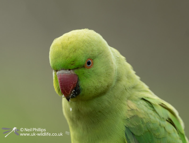 Pentax K-3 sample photo. Ring necked parakeet close up eating on someones hand photography