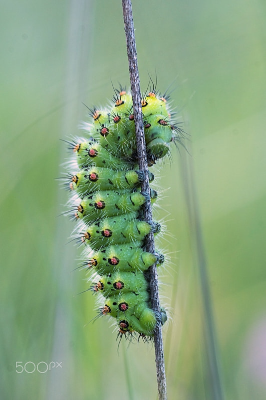 Sony ILCA-77M2 + Sony 100mm F2.8 Macro sample photo. Caterpillar photography