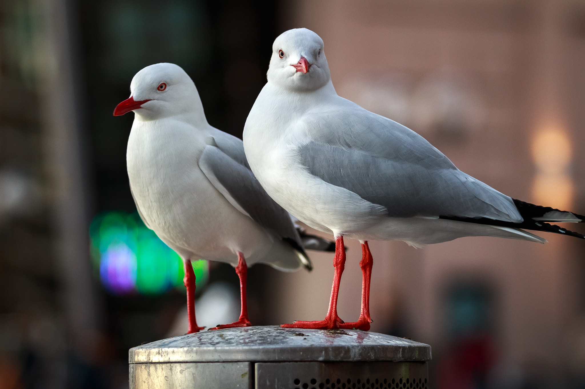 Canon EF 70-200mm F2.8L USM sample photo. A couple of seagulls photography