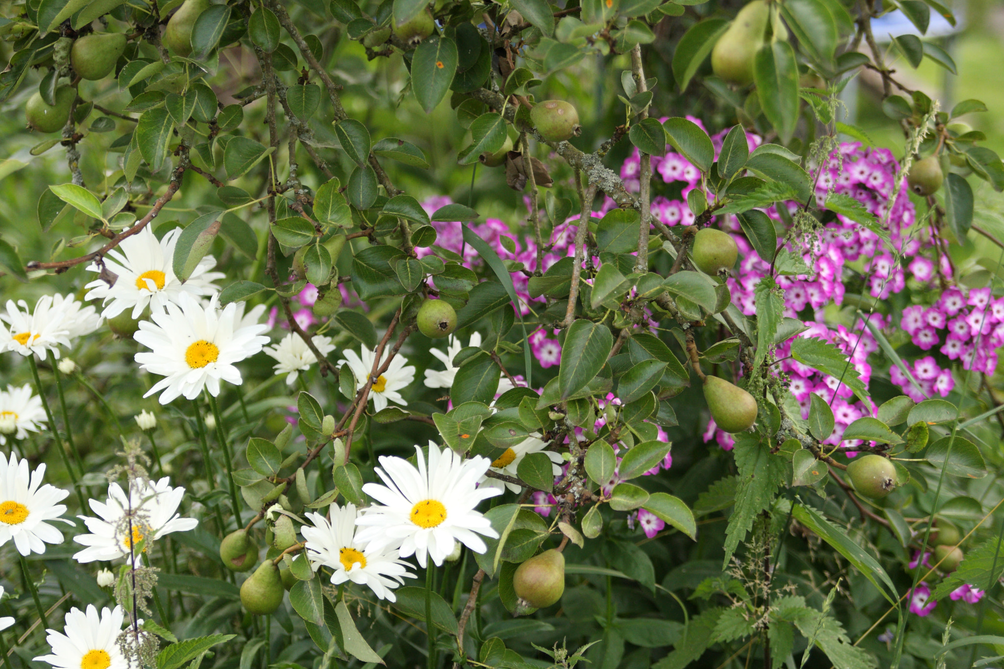Canon EOS 40D sample photo. Garden photography