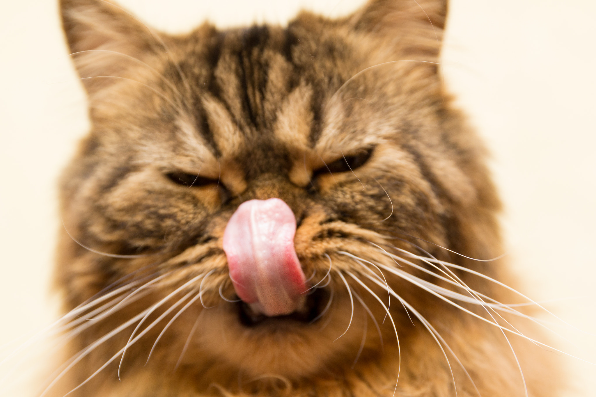 Nikon D3100 + Sigma 24-105mm F4 DG OS HSM Art sample photo. Cat's tongue photography