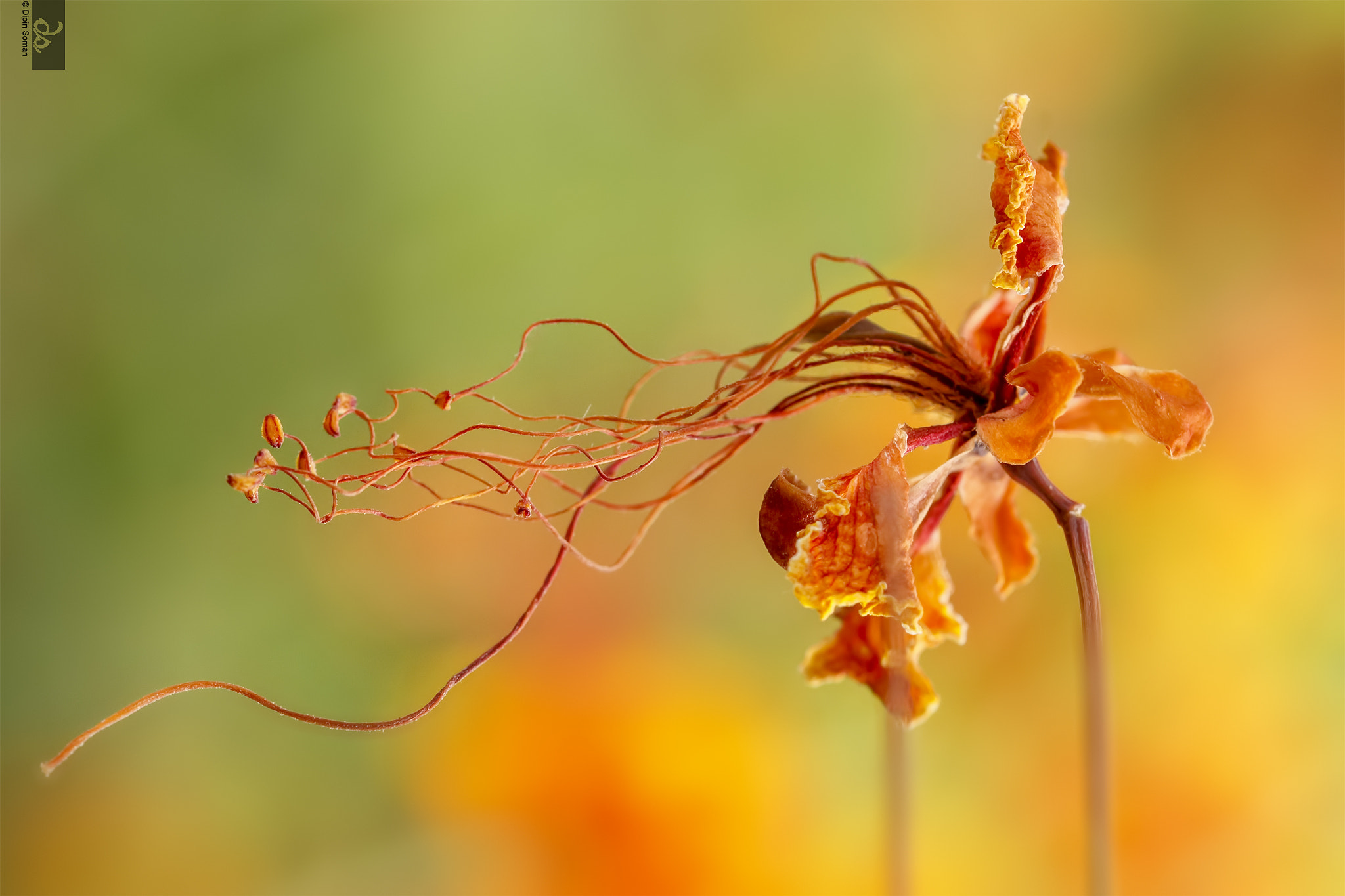 Sigma 105mm F2.8 EX DG OS HSM sample photo. In fire.. photography