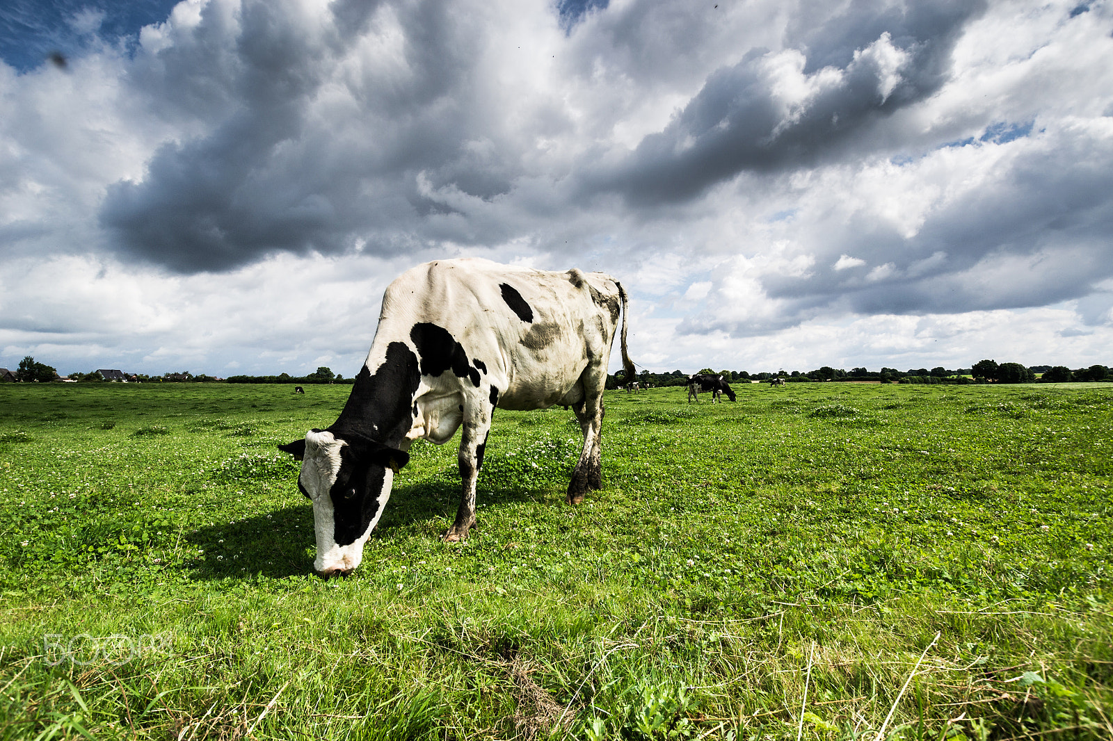Nikon D3100 + Sigma 10-20mm F3.5 EX DC HSM sample photo. Cow and clouds photography