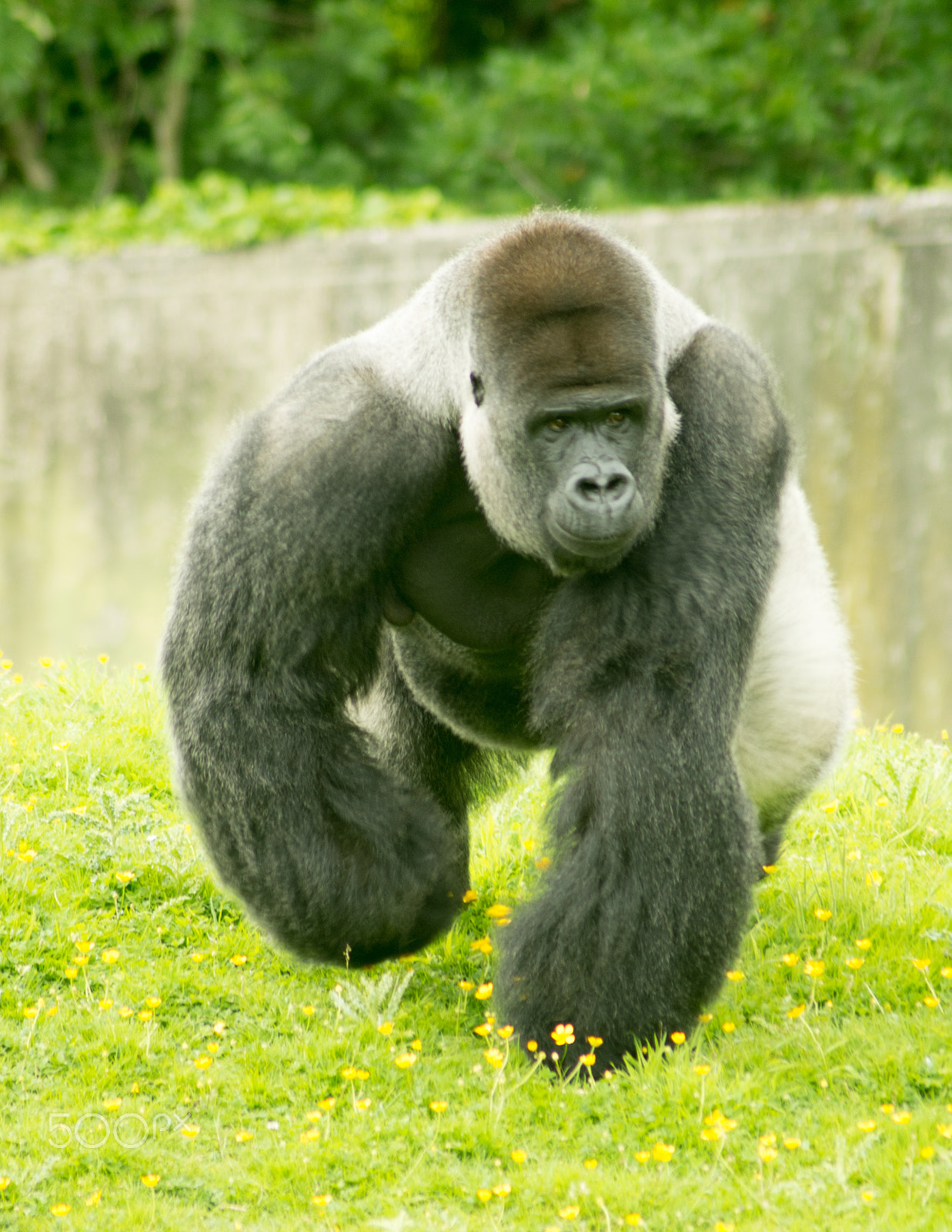 Tamron AF 70-300mm F4-5.6 Di LD Macro sample photo. Gorilla photography
