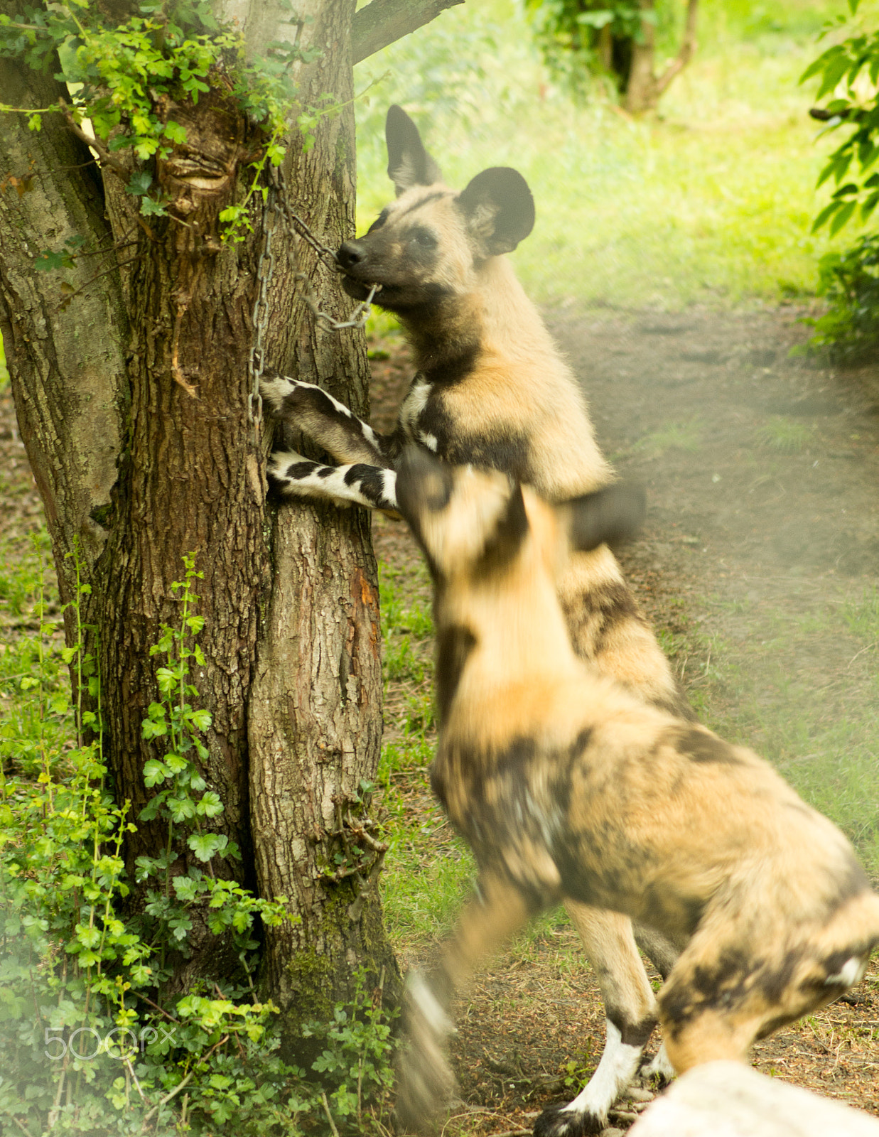 Tamron AF 70-300mm F4-5.6 Di LD Macro sample photo. African painted dogs photography
