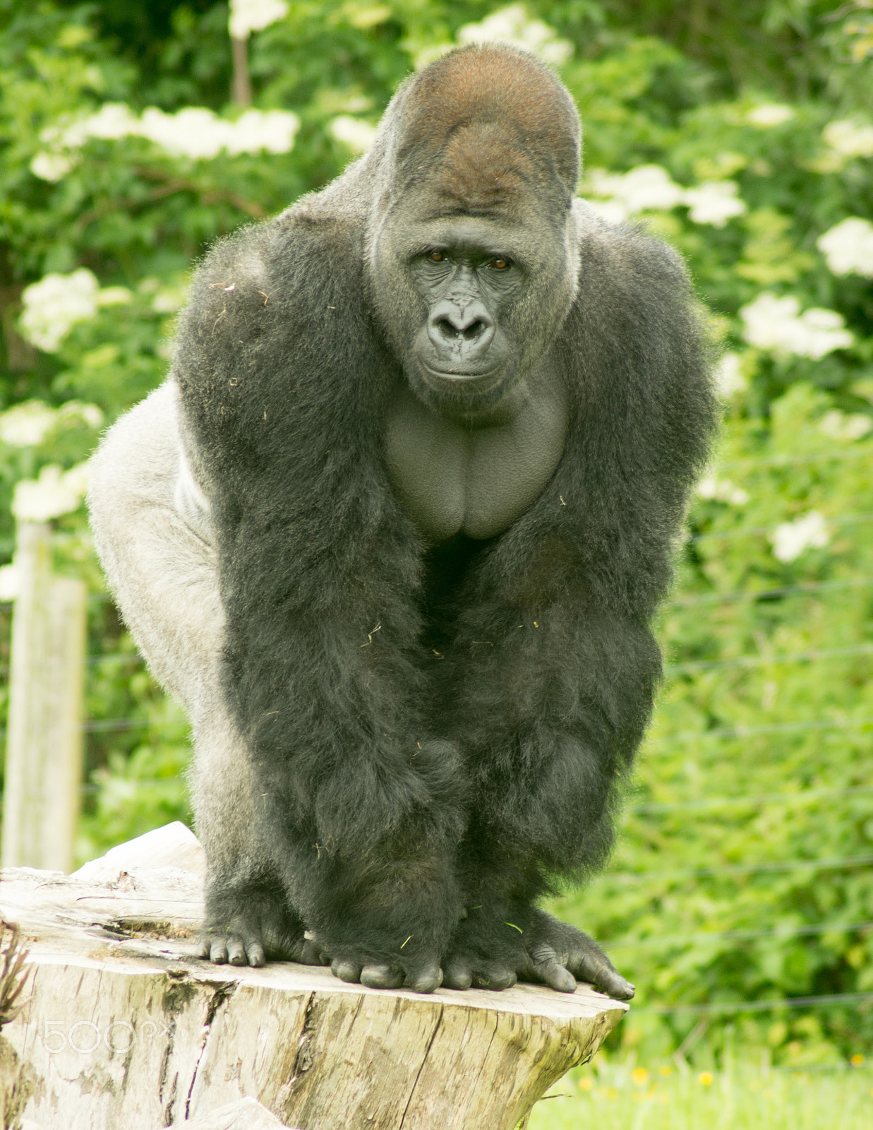 Tamron AF 70-300mm F4-5.6 Di LD Macro sample photo. Gorilla photography