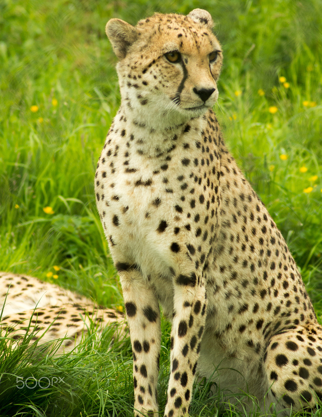Tamron AF 70-300mm F4-5.6 Di LD Macro sample photo. Cheetah photography