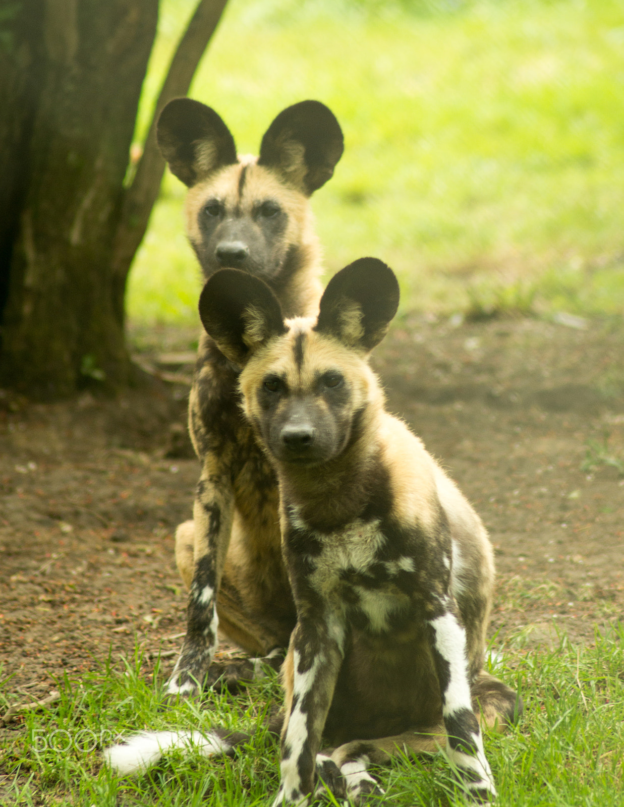 Tamron AF 70-300mm F4-5.6 Di LD Macro sample photo. African painted dogs photography