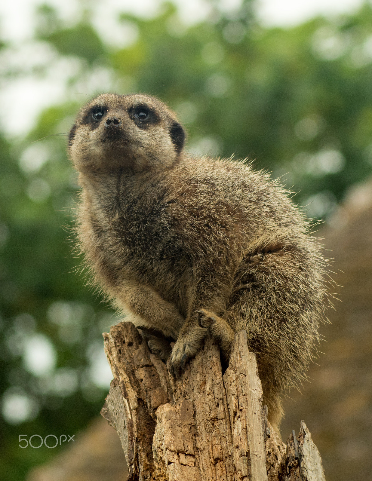 Tamron AF 70-300mm F4-5.6 Di LD Macro sample photo. Meerkat photography