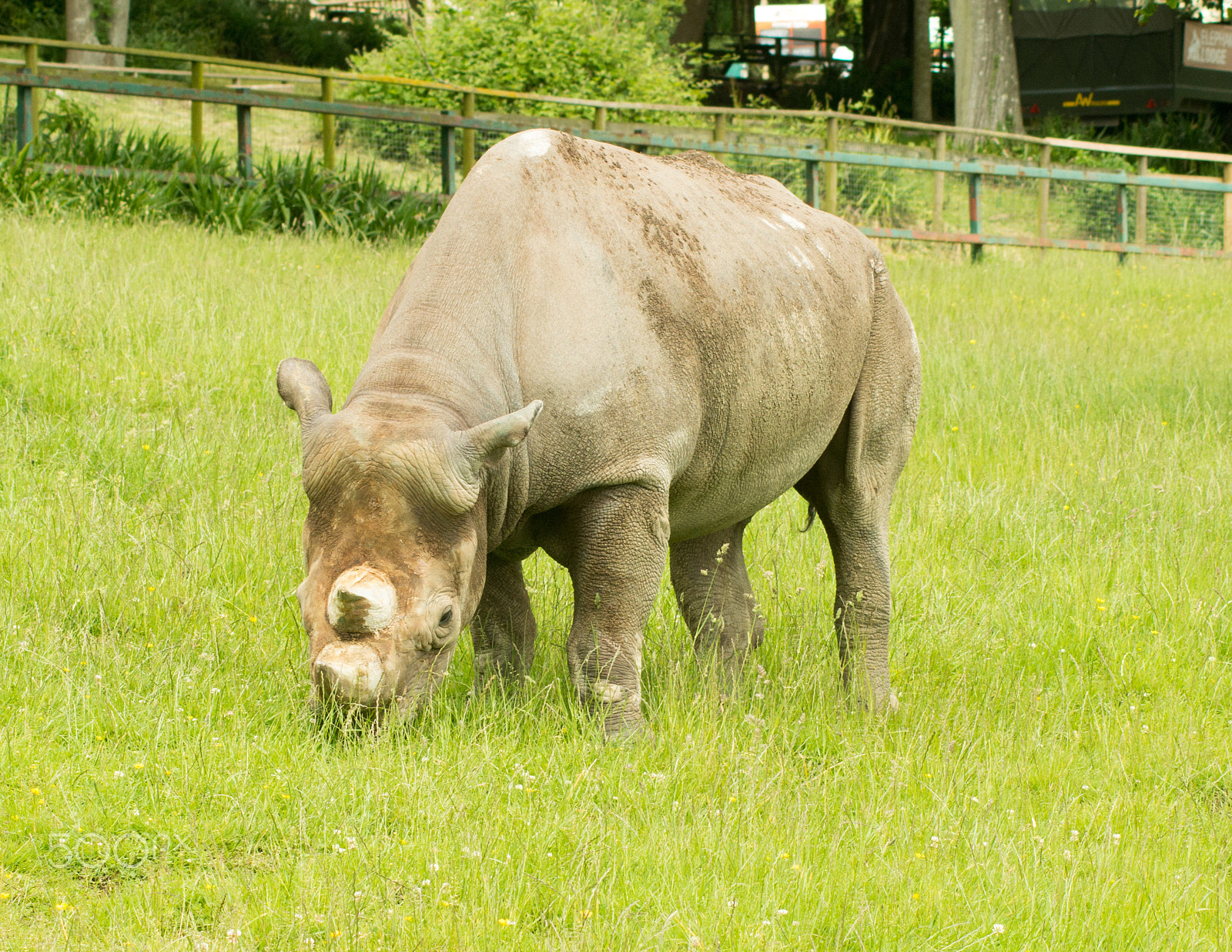 Tamron AF 70-300mm F4-5.6 Di LD Macro sample photo. Black rhino photography