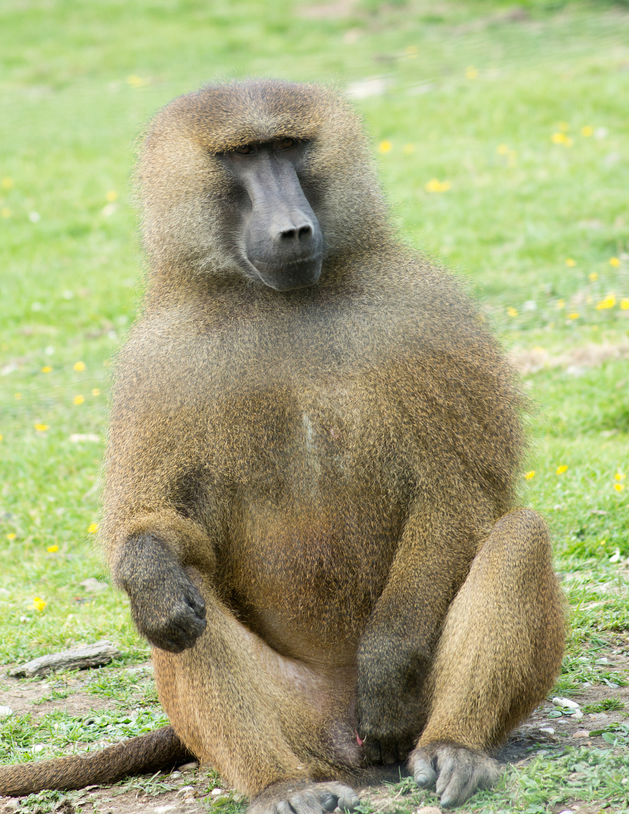 Tamron AF 70-300mm F4-5.6 Di LD Macro sample photo. Guinea babbons photography