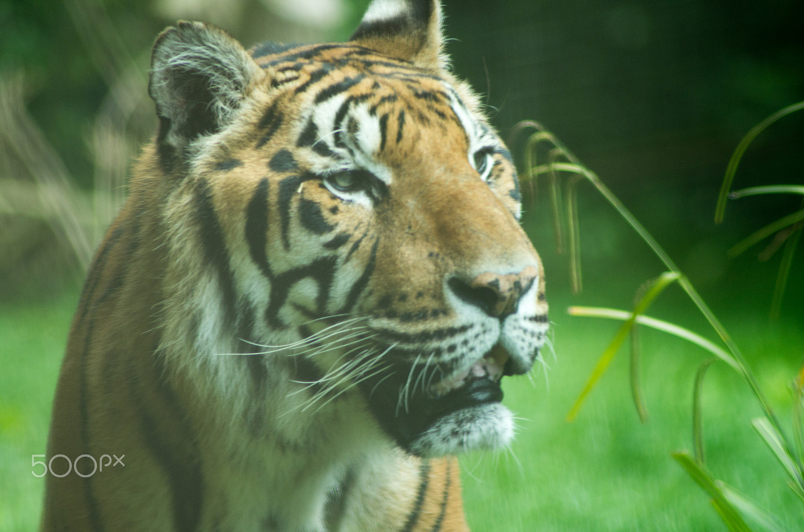 Tamron AF 70-300mm F4-5.6 Di LD Macro sample photo. Prowling tiger photography