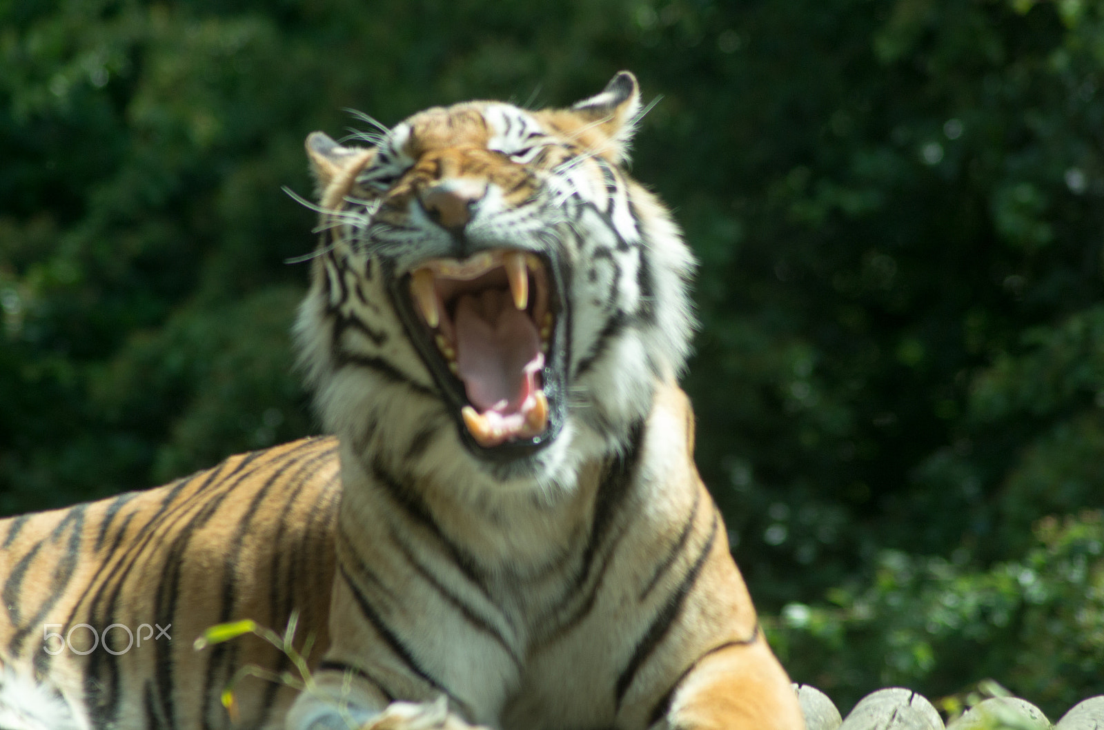 Tamron AF 70-300mm F4-5.6 Di LD Macro sample photo. Roaring tiger photography