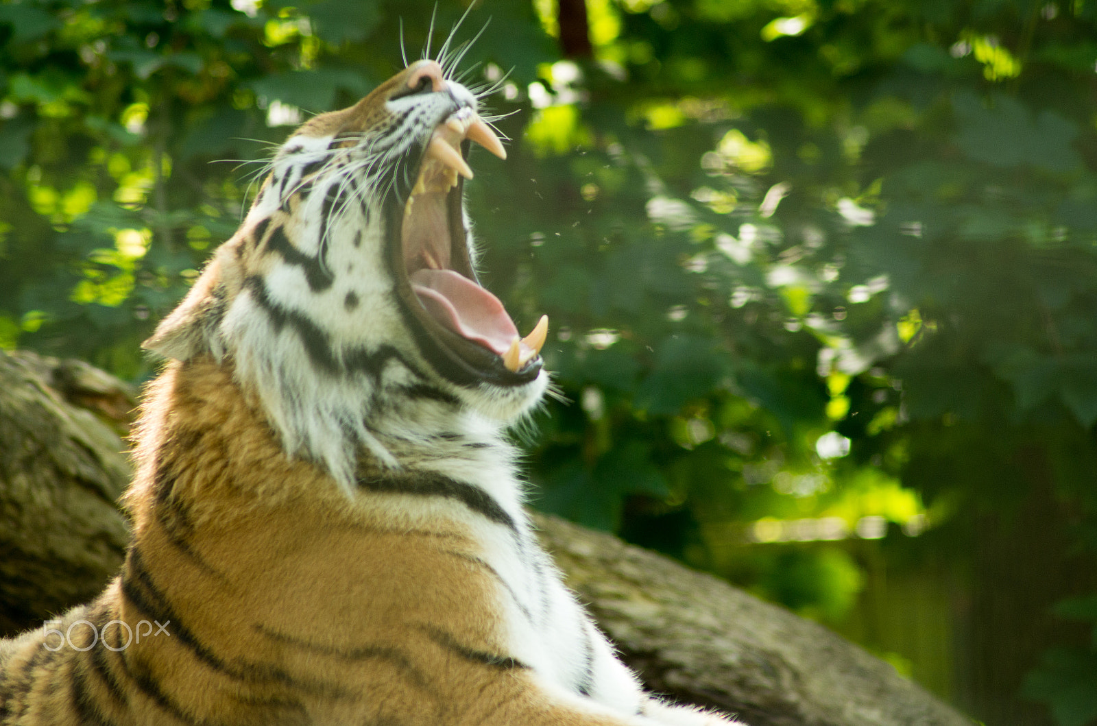 Tamron AF 70-300mm F4-5.6 Di LD Macro sample photo. Roaring tiger photography