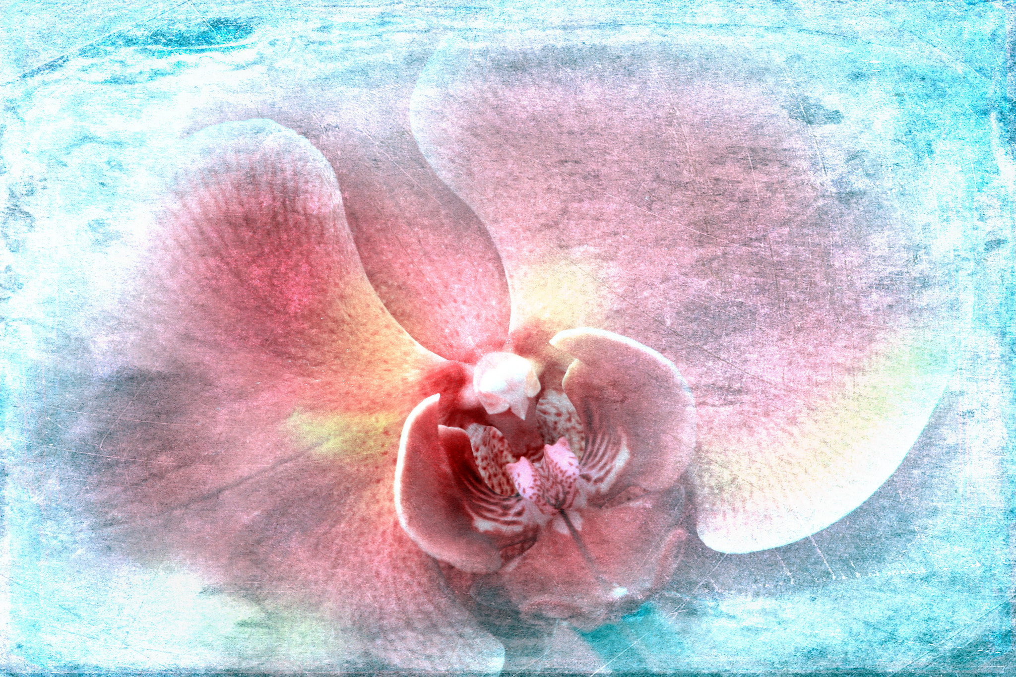Canon EF-S 17-85mm F4-5.6 IS USM sample photo. Orchid fairy photography