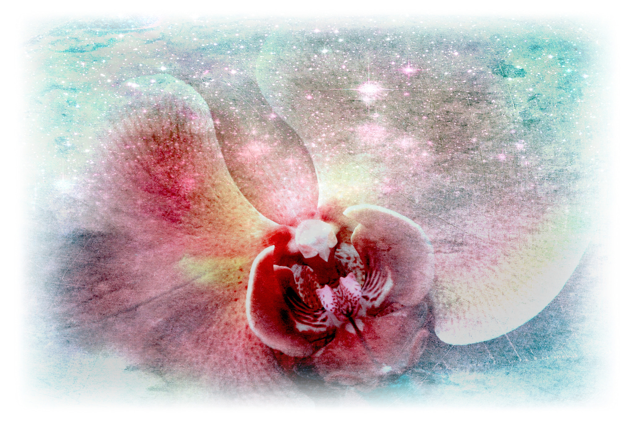 Canon EF-S 17-85mm F4-5.6 IS USM sample photo. Orchid in a star fog photography