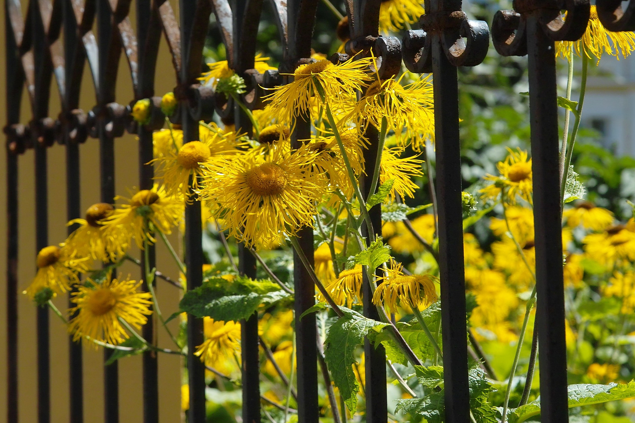 Sigma SD14 sample photo. Summery photography
