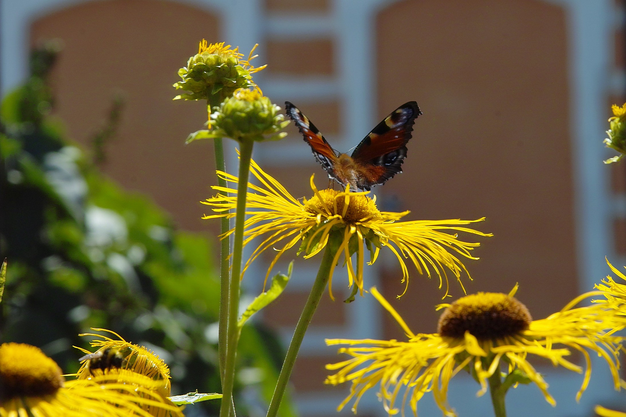 Sigma SD14 sample photo. Summery photography