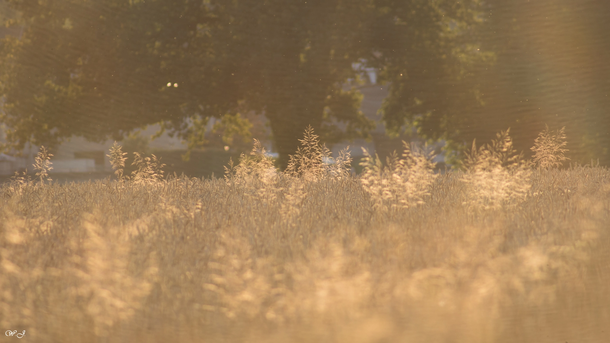 Sony 75-300mm F4.5-5.6 sample photo. Summer mood photography