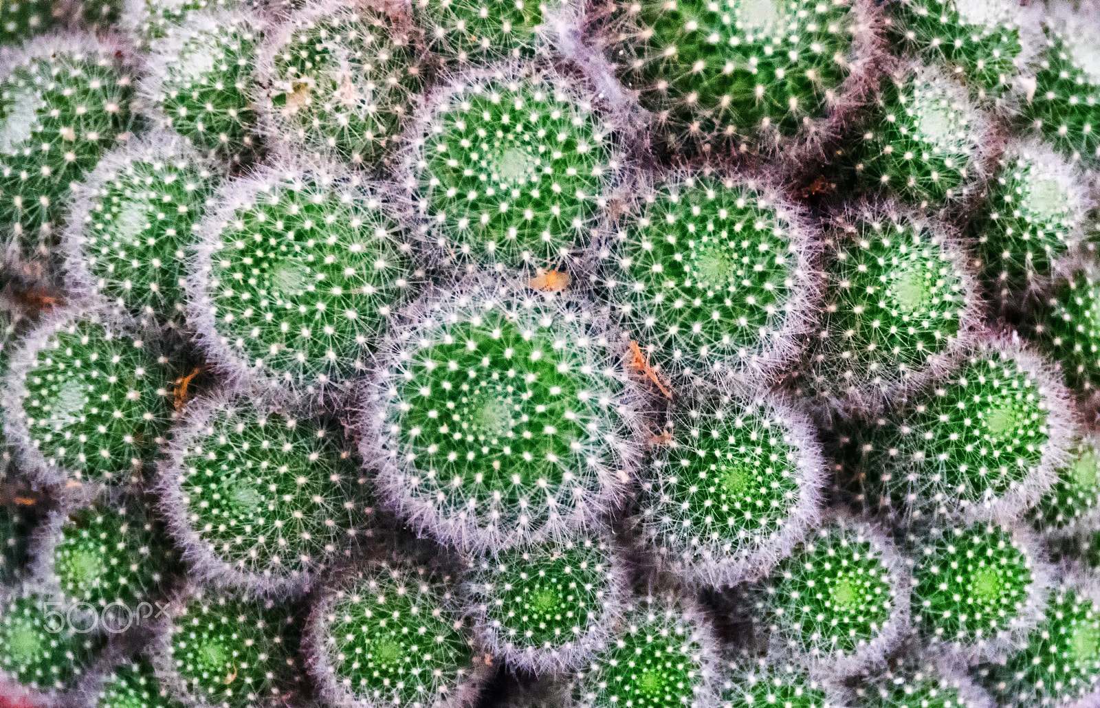Sony DT 18-250mm F3.5-6.3 sample photo. Cacti photography