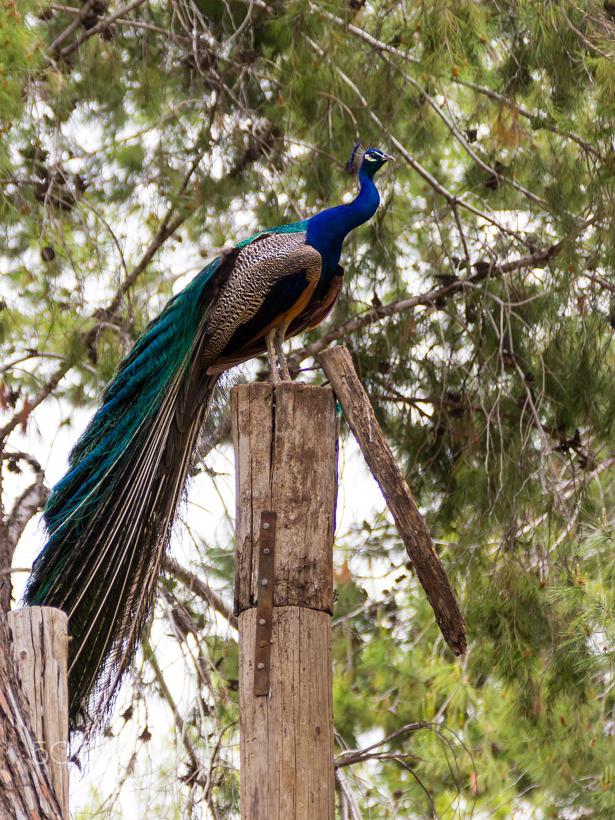 Canon EF 75-300mm F4.0-5.6 IS USM sample photo. Peacock sitting in the forest on tree photography