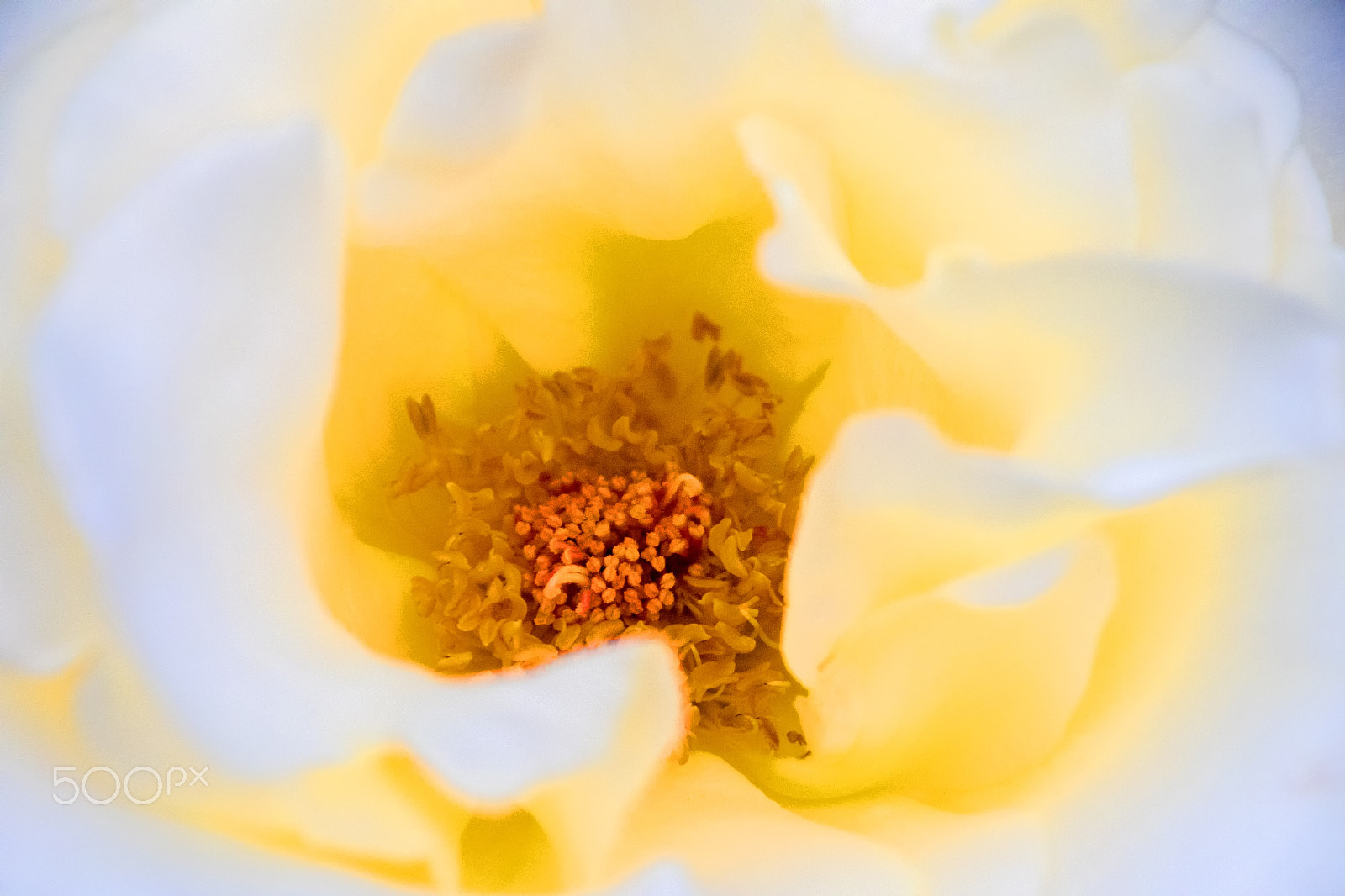 Sony DT 18-250mm F3.5-6.3 sample photo. Rose staman photography