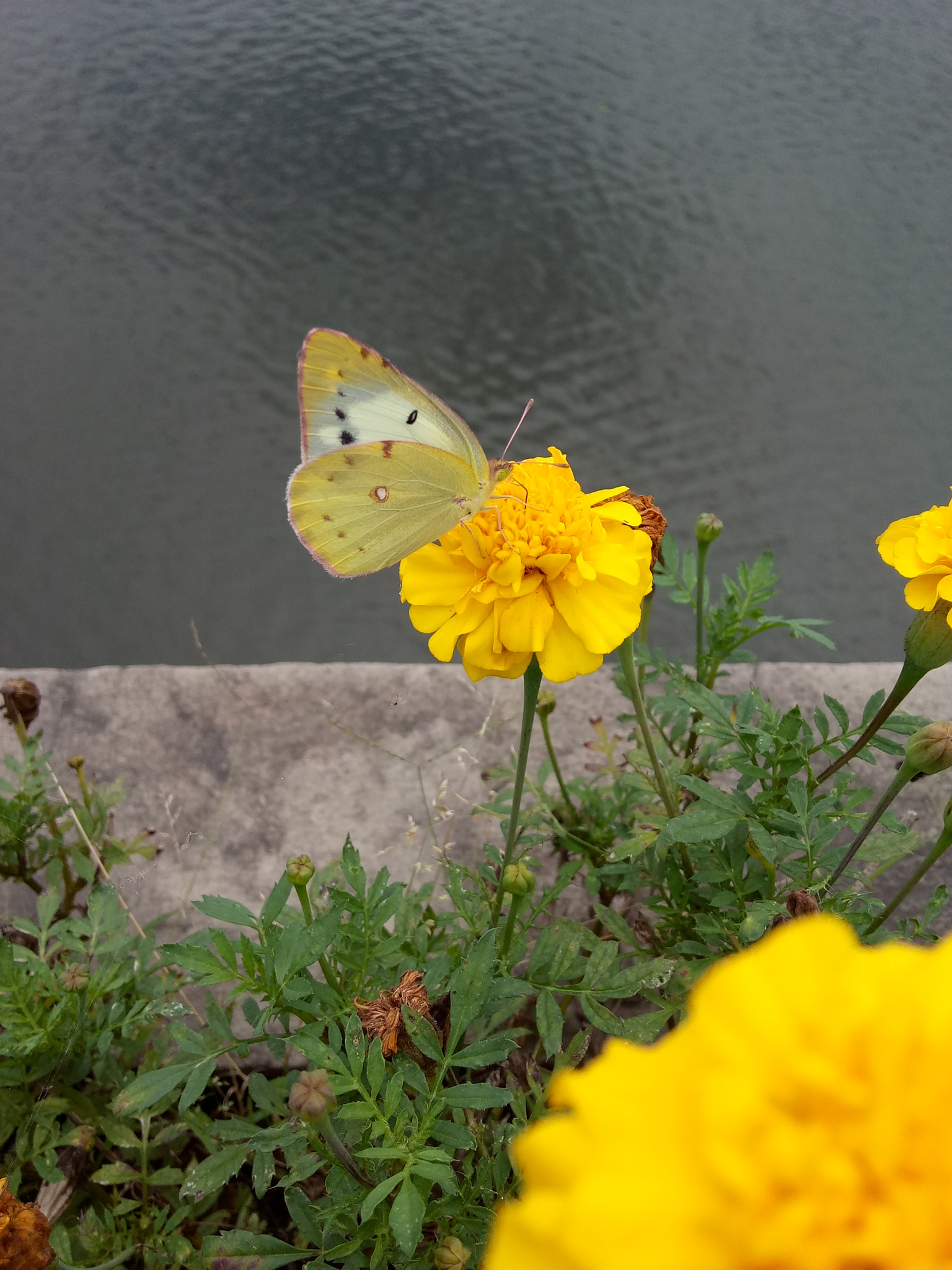 OPPO A37M sample photo