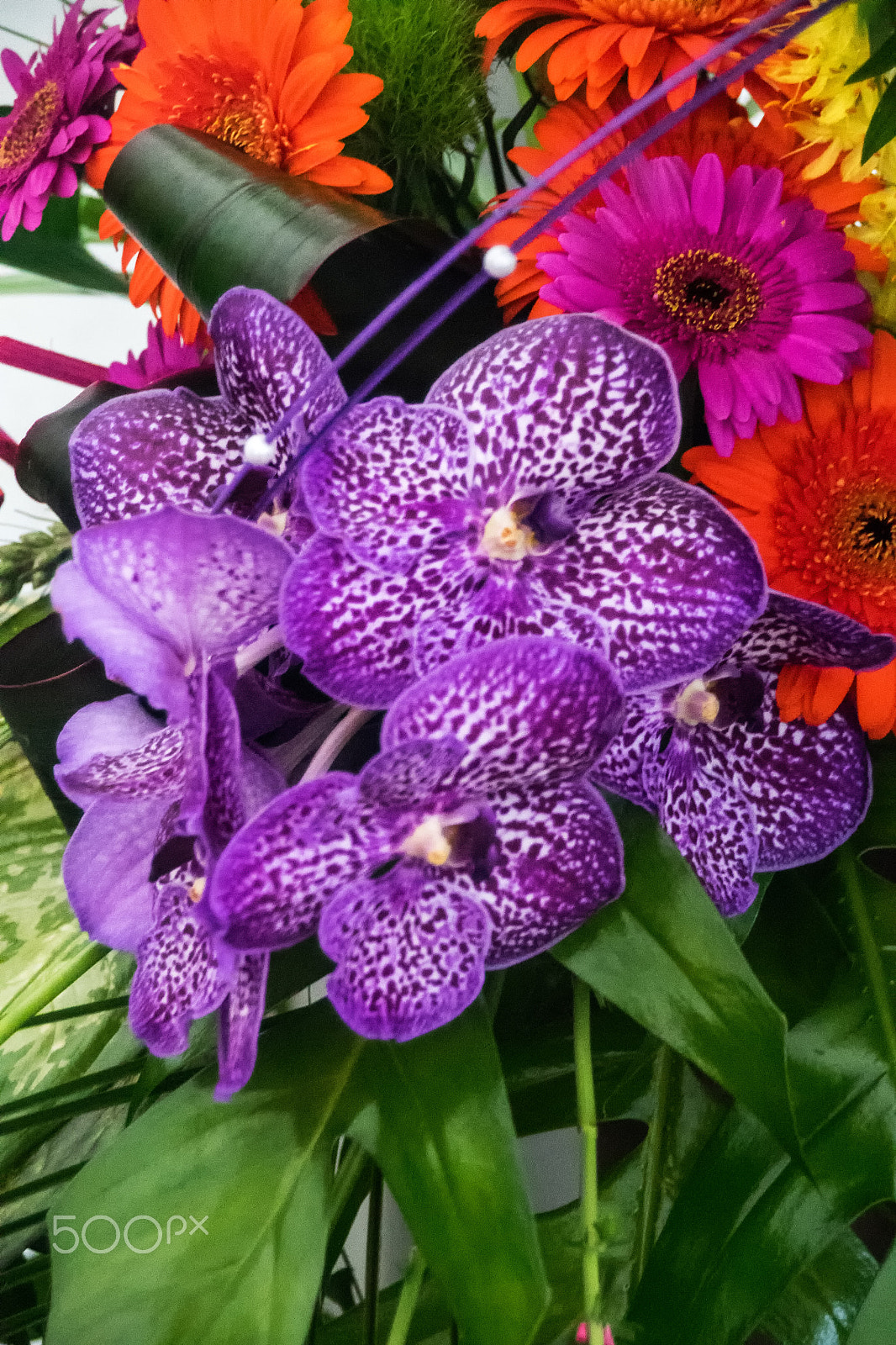 Sony DT 18-250mm F3.5-6.3 sample photo. The beauty of nature photography