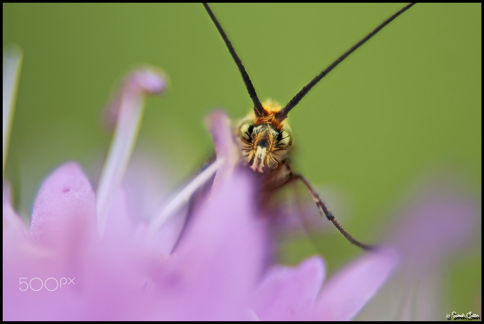 Canon EF 28-80mm f/3.5-5.6 sample photo. Macro insecte photography