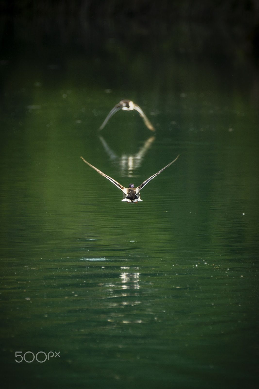 Canon EF 70-200mm F2.8L IS II USM sample photo. Flight formation.jpg photography