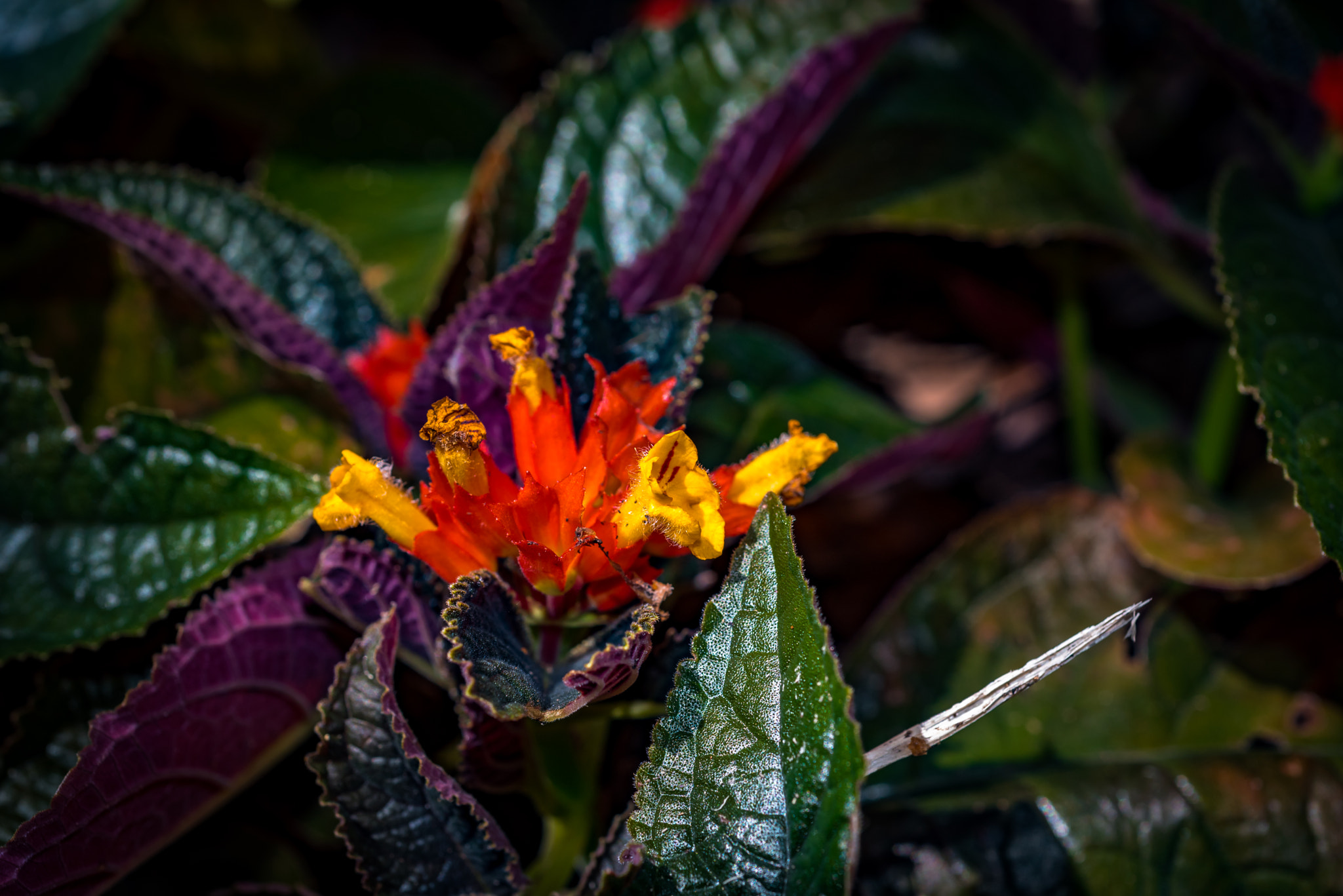 Nikon AF Micro-Nikkor 60mm F2.8D sample photo. Getting closer photography