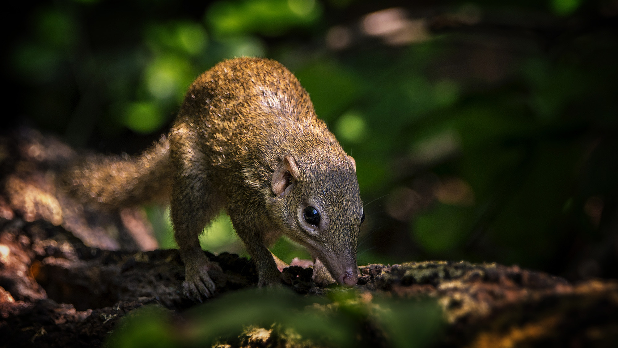 Sony 70-400mm F4-5.6 G SSM II sample photo. Northern treeshrew photography