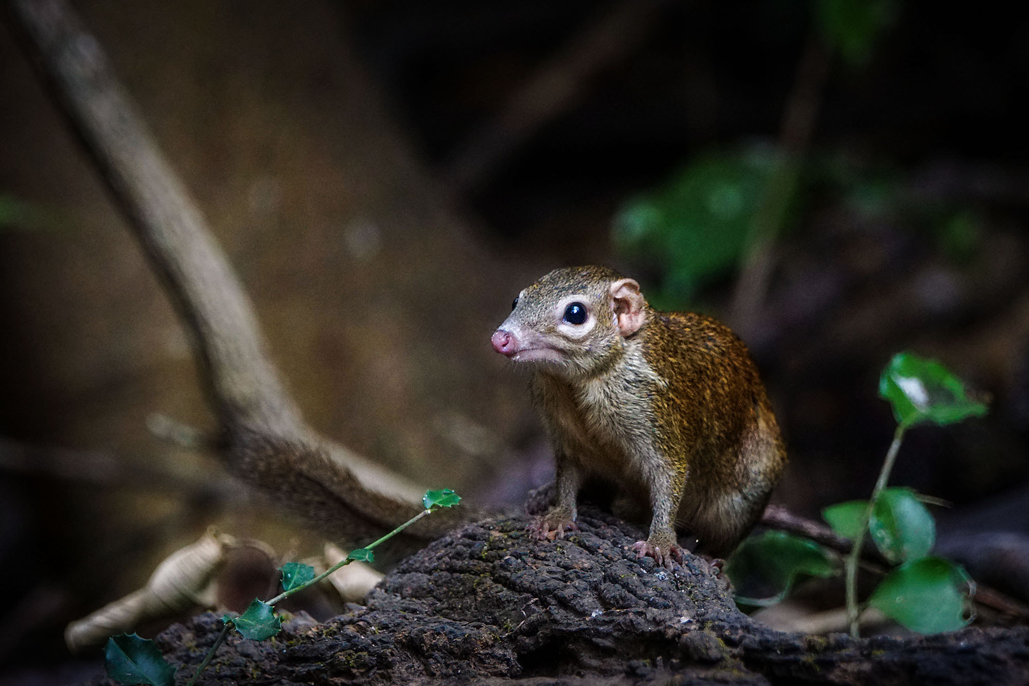 Sony ILCA-77M2 + Sony 70-400mm F4-5.6 G SSM II sample photo. Northern treeshrew photography