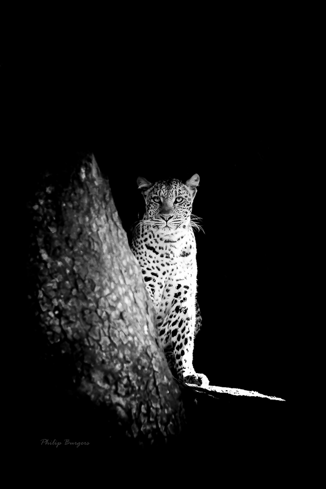 Canon EOS 650D (EOS Rebel T4i / EOS Kiss X6i) sample photo. The ghost - female leopard photography