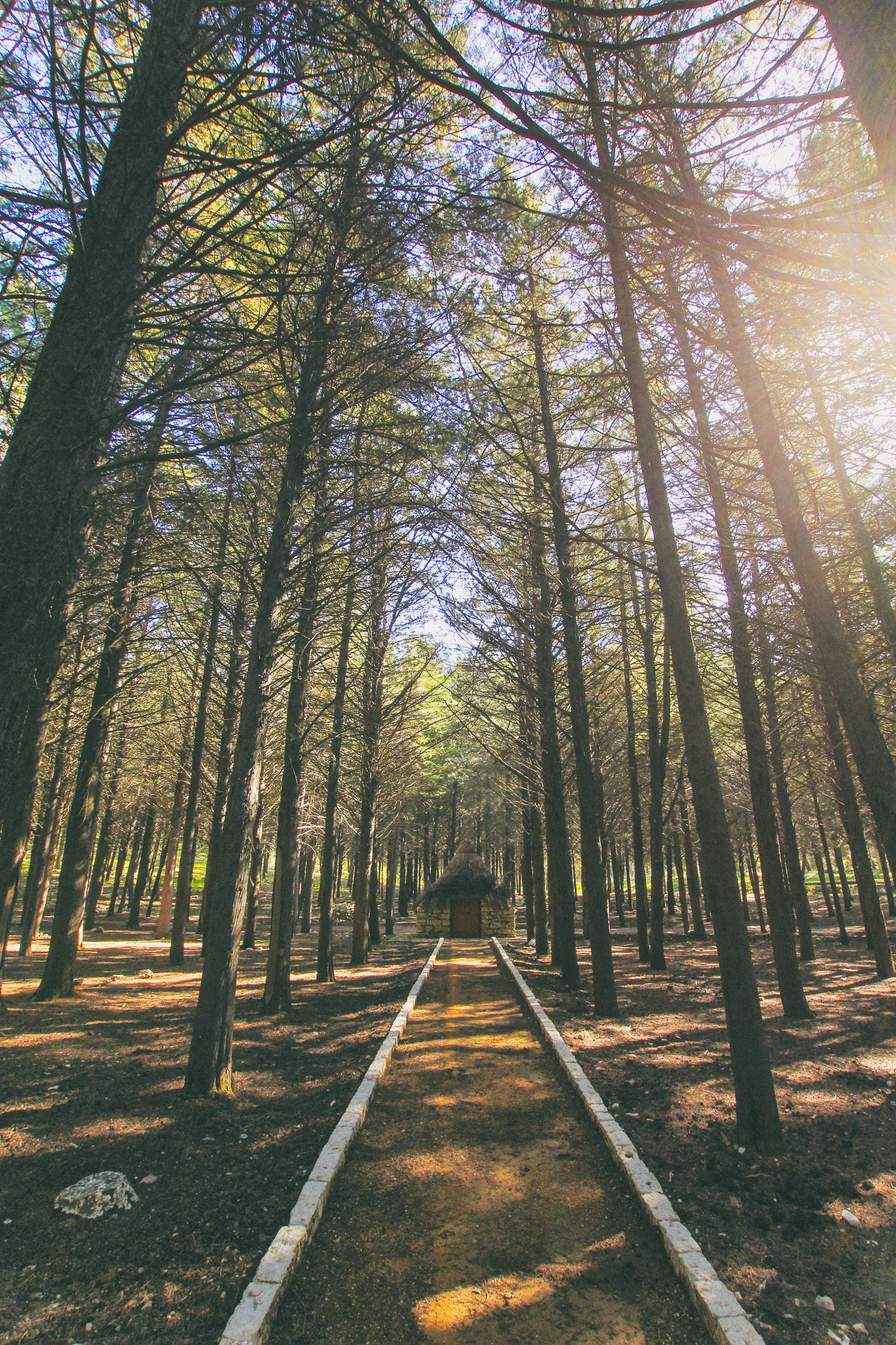 Sigma 10-20mm F3.5 EX DC HSM sample photo. In the forest photography