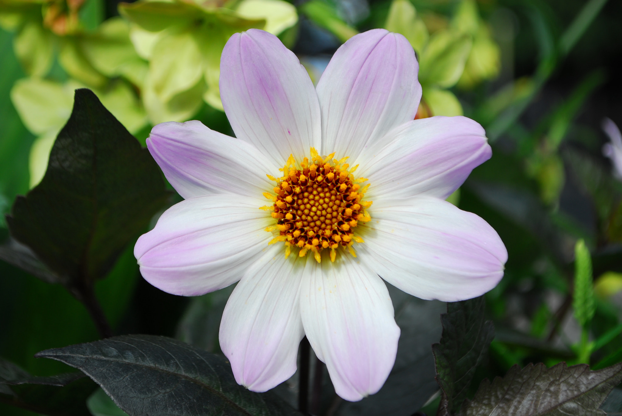 Nikon D200 sample photo. Георгин photography