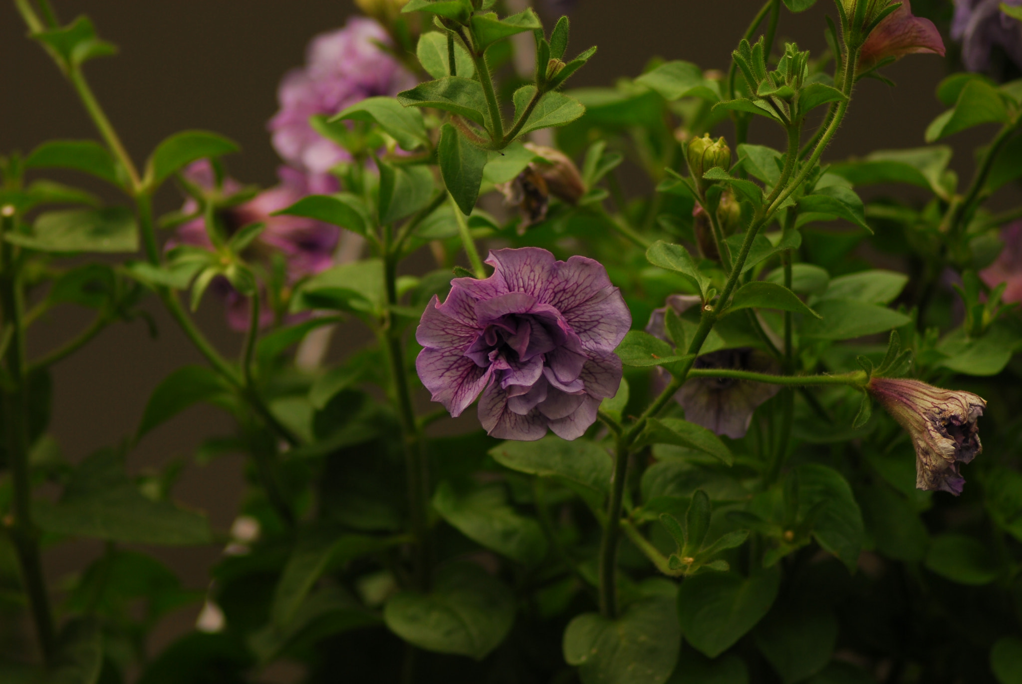 Nikon D200 + Manual Lens No CPU sample photo. Маленький цветочек photography