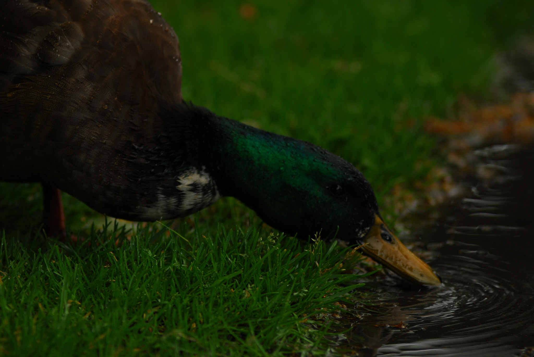 Nikon D200 + Manual Lens No CPU sample photo. Селезень photography
