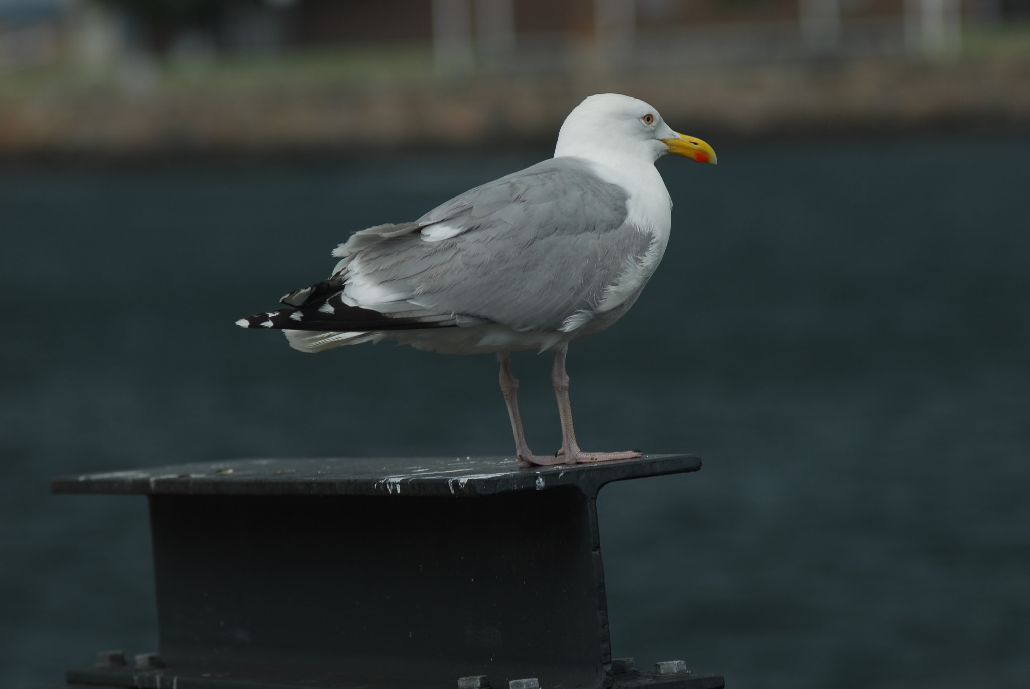 Nikon D200 + Manual Lens No CPU sample photo. Seagull photography