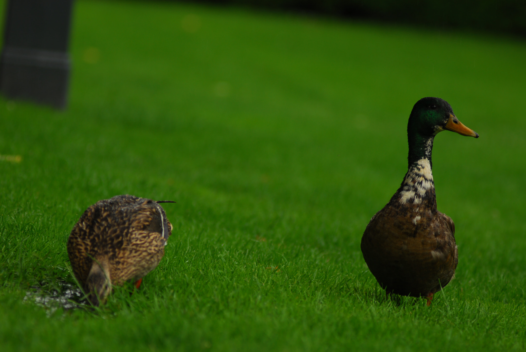 Nikon D200 + Manual Lens No CPU sample photo. Дикие утки photography