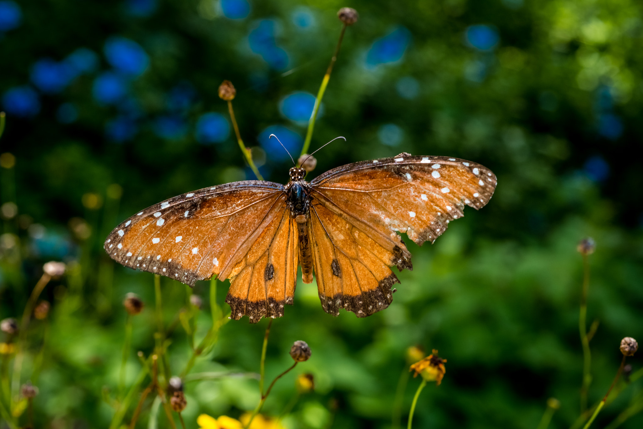 Nikon AF Micro-Nikkor 60mm F2.8D sample photo. Leather wings photography